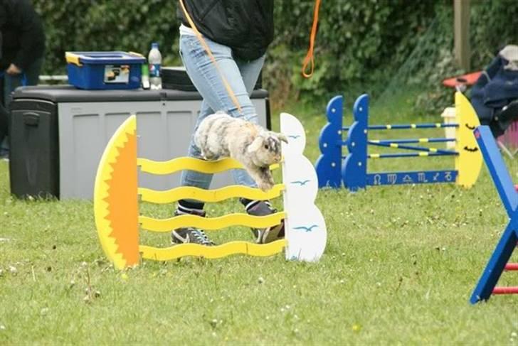 Kanin Asil † R.I.P † Savn billede 5