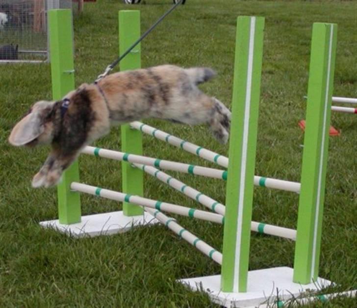 Kanin Asil † R.I.P † Savn billede 6