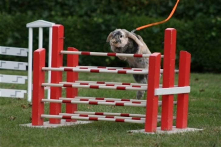 Kanin Asil † R.I.P † Savn billede 7