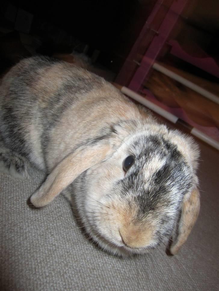 Kanin Asil † R.I.P † Savn billede 8