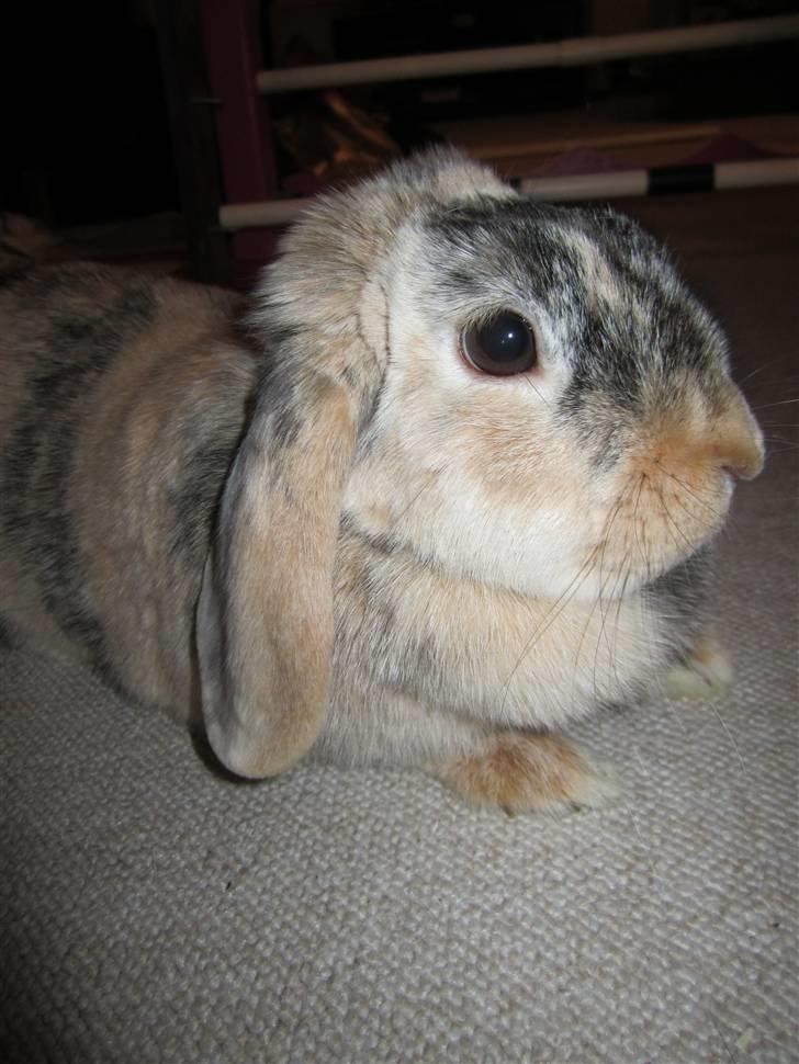 Kanin Asil † R.I.P † Savn billede 9