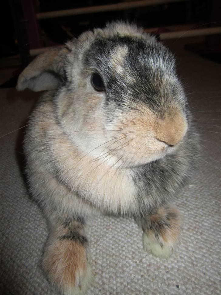 Kanin Asil † R.I.P † Savn billede 10