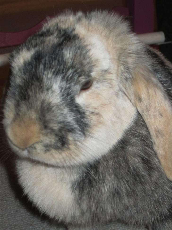 Kanin Asil † R.I.P † Savn - Z z Z z Z z Z z Z z billede 11