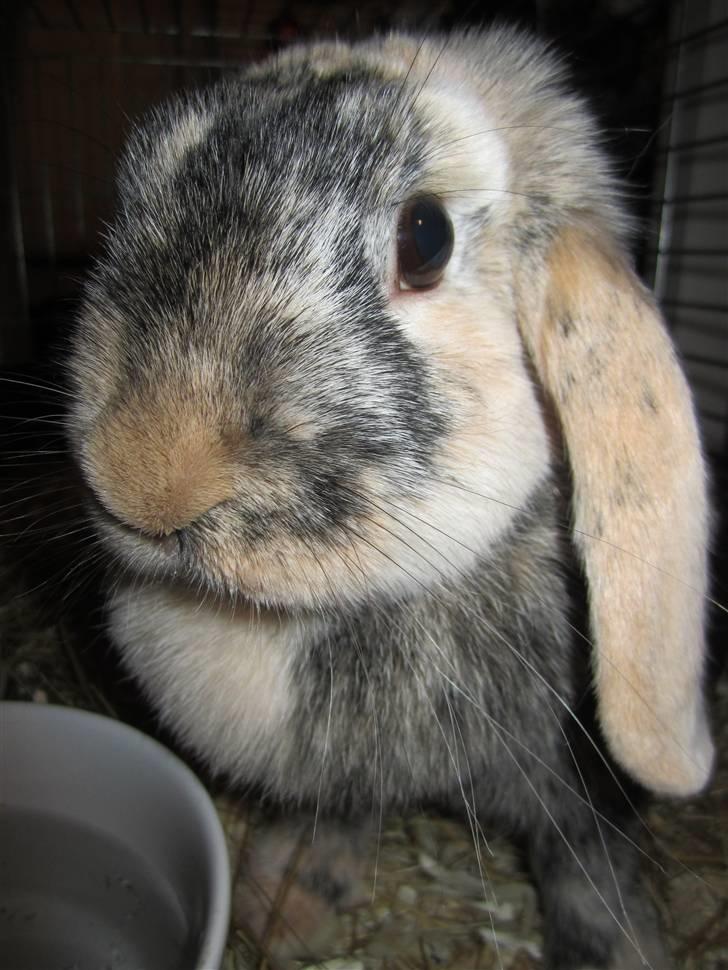 Kanin Asil † R.I.P † Savn billede 12