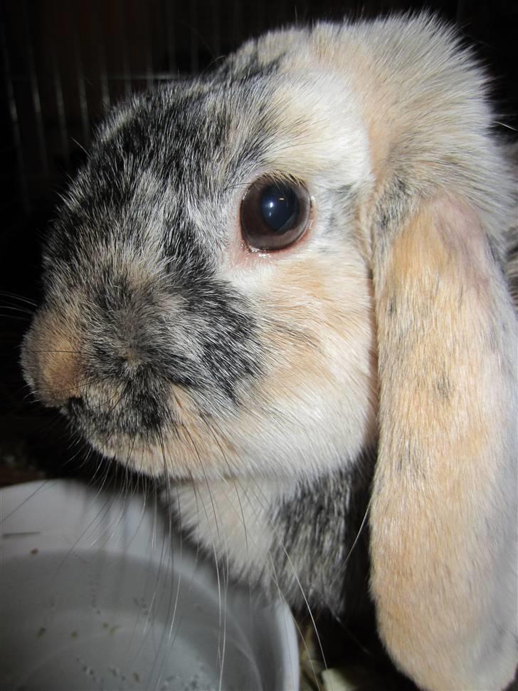 Kanin Asil † R.I.P † Savn billede 13