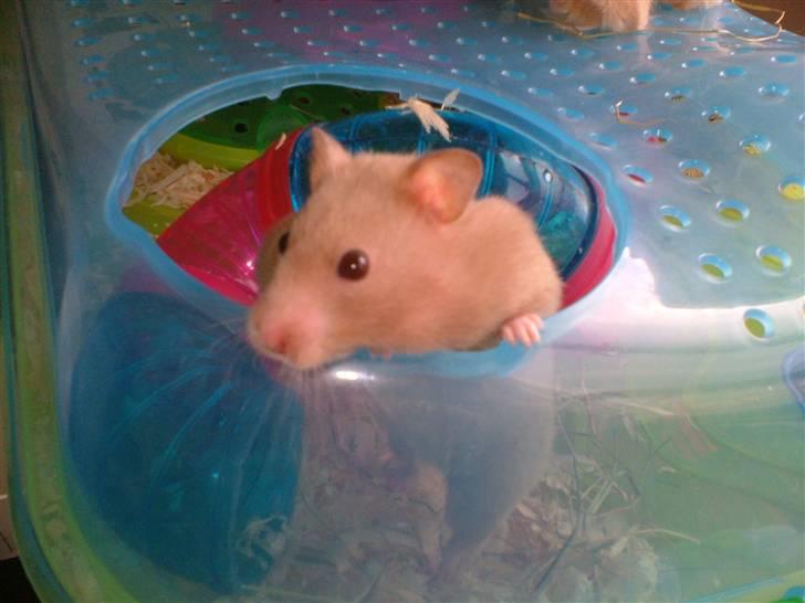 Hamster Tia - Der kommer snart flere billeder ind :) billede 1