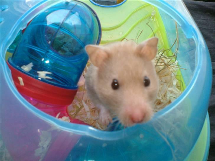 Hamster Tia billede 2
