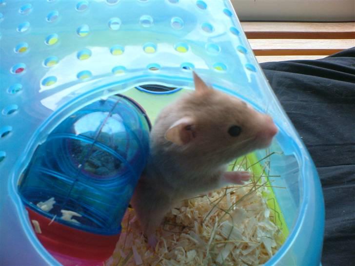 Hamster Tia billede 3