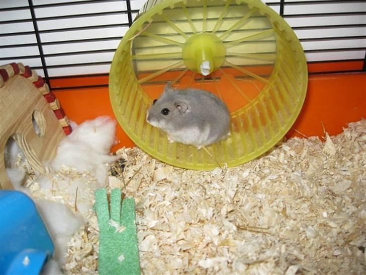 Dværghamster stald becca's sigge billede 1