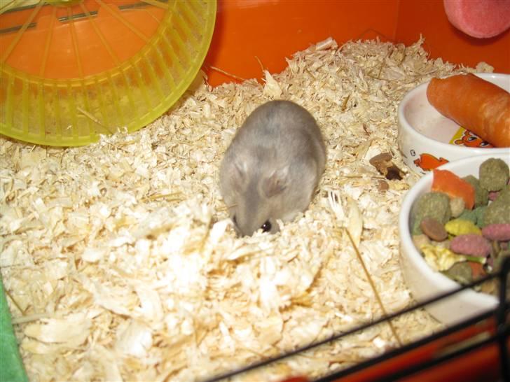 Dværghamster stald becca's sigge billede 2