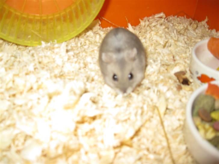 Dværghamster stald becca's sigge billede 3