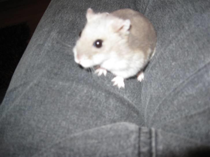 Dværghamster stald becca's sigge billede 4