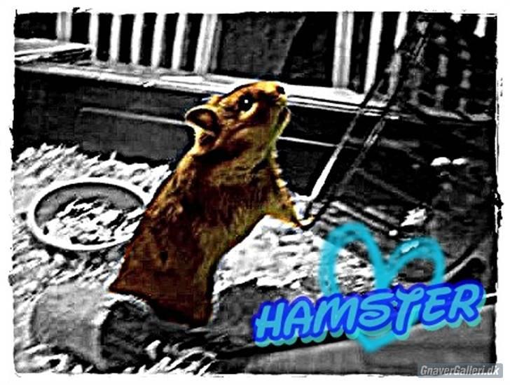 Hamster hamster billede 20