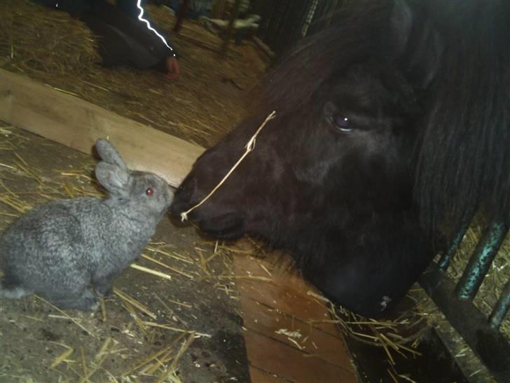 Kanin Equos Akoya billede 2