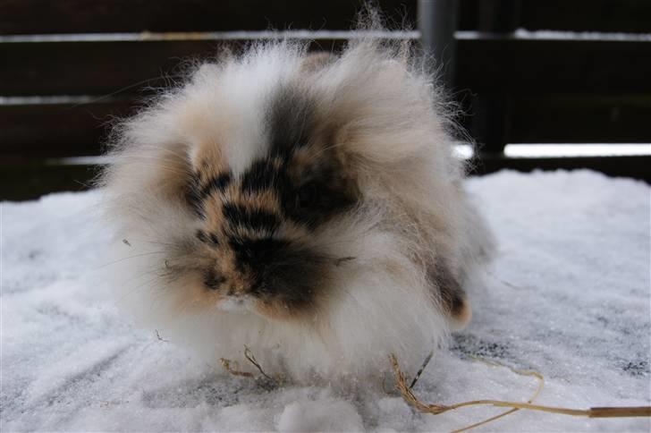 Kanin Jordbærgårdens Banzai - Foto: Mig  billede 2