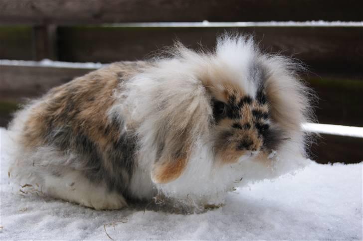 Kanin Jordbærgårdens Banzai - foto: mig billede 3