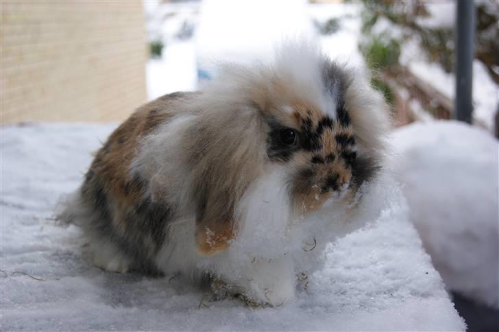 Kanin Jordbærgårdens Banzai - foto: mig billede 4