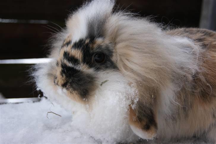 Kanin Jordbærgårdens Banzai - foto: mig billede 5