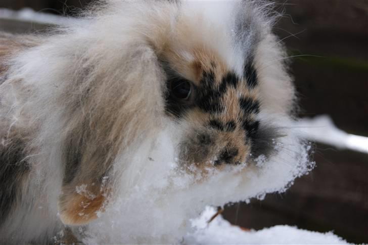 Kanin Jordbærgårdens Banzai - foto: mig billede 6