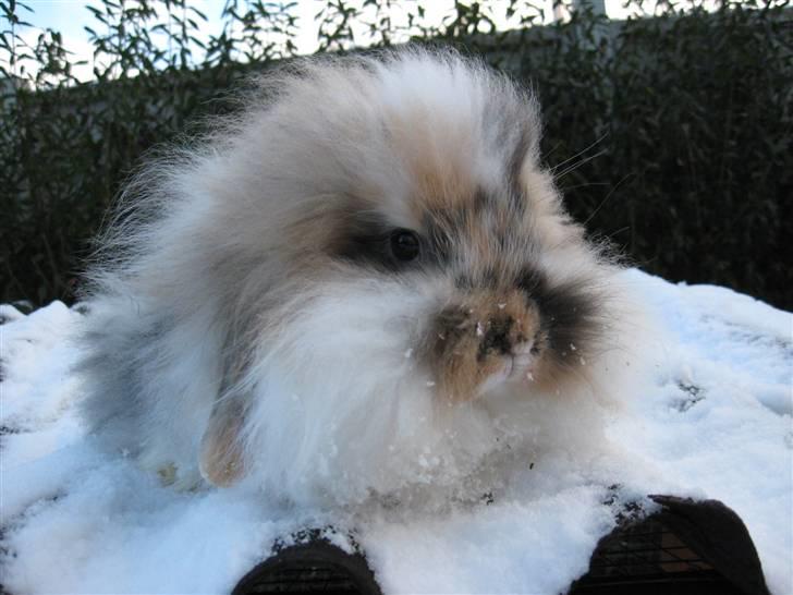 Kanin Jordbærgårdens Banzai - foto: marlene. jordbærgårdens kaniner :D billede 7