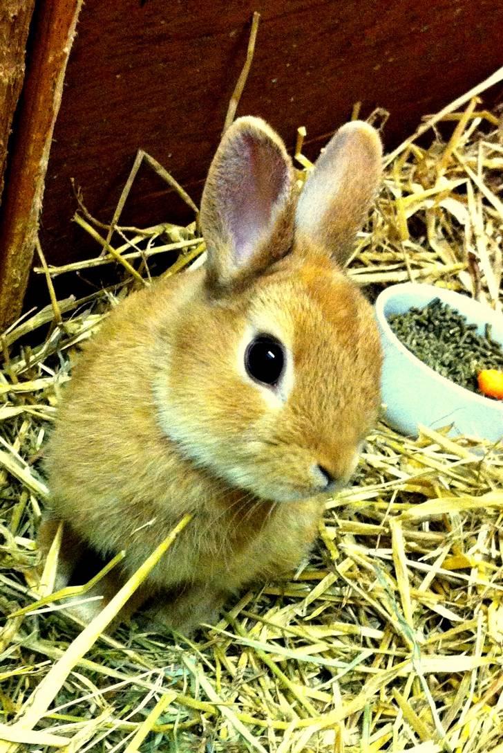 Kanin Lucas Messi - Lille Lucas Messi :) billede 1