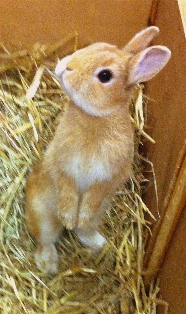 Kanin Lucas Messi - Er allerede nysgerrig og står på bagben :) billede 2