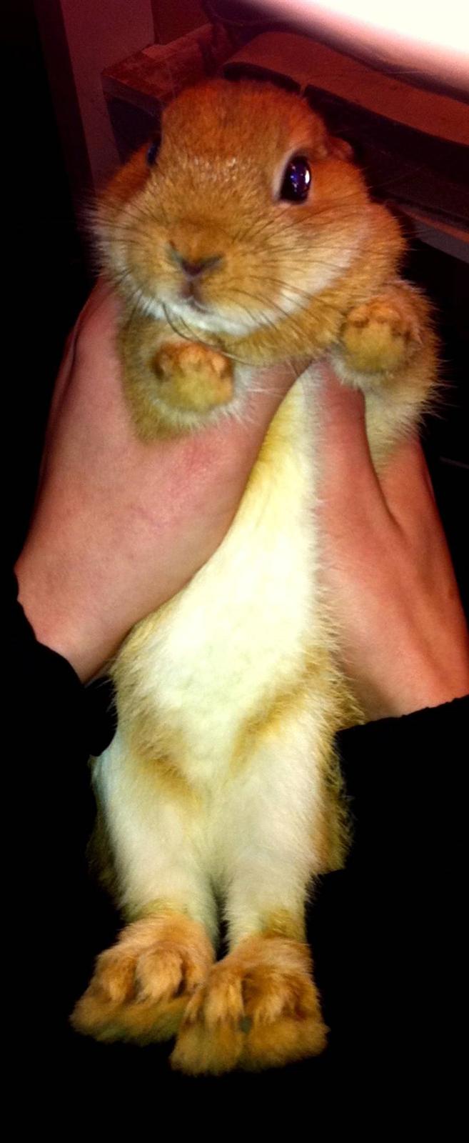 Kanin Lucas Messi - Skulle lige have tjekket køn ;). Nuttet. billede 3