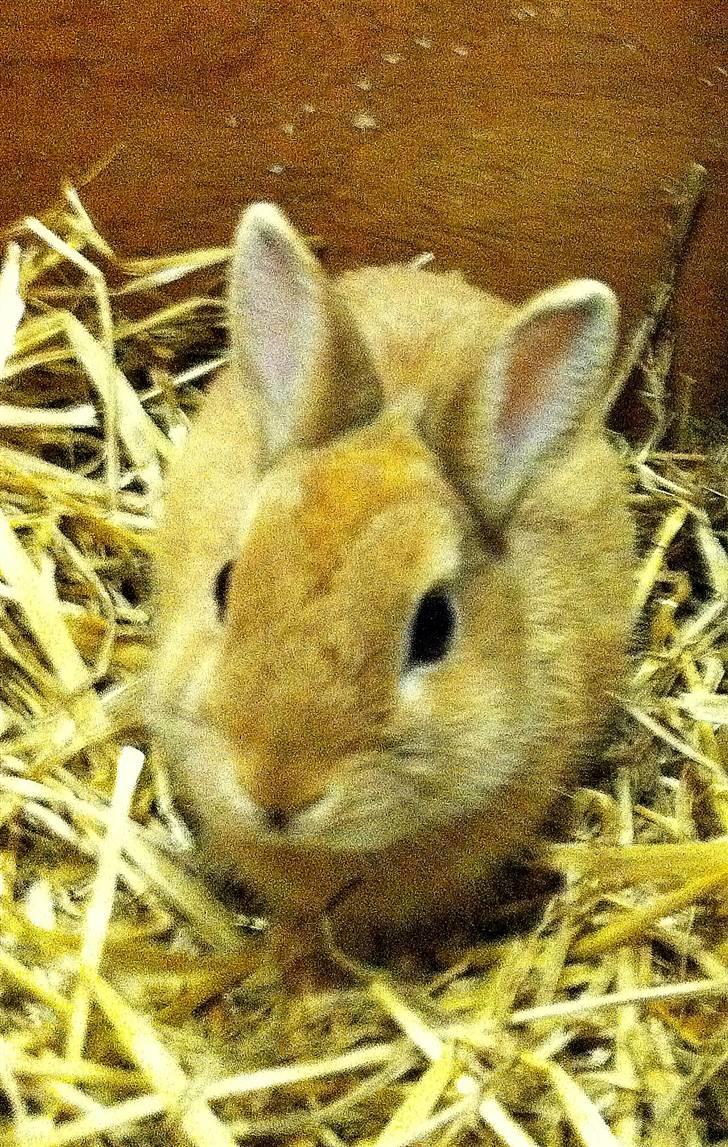 Kanin Lucas Messi - Lucas Messi ;) billede 4