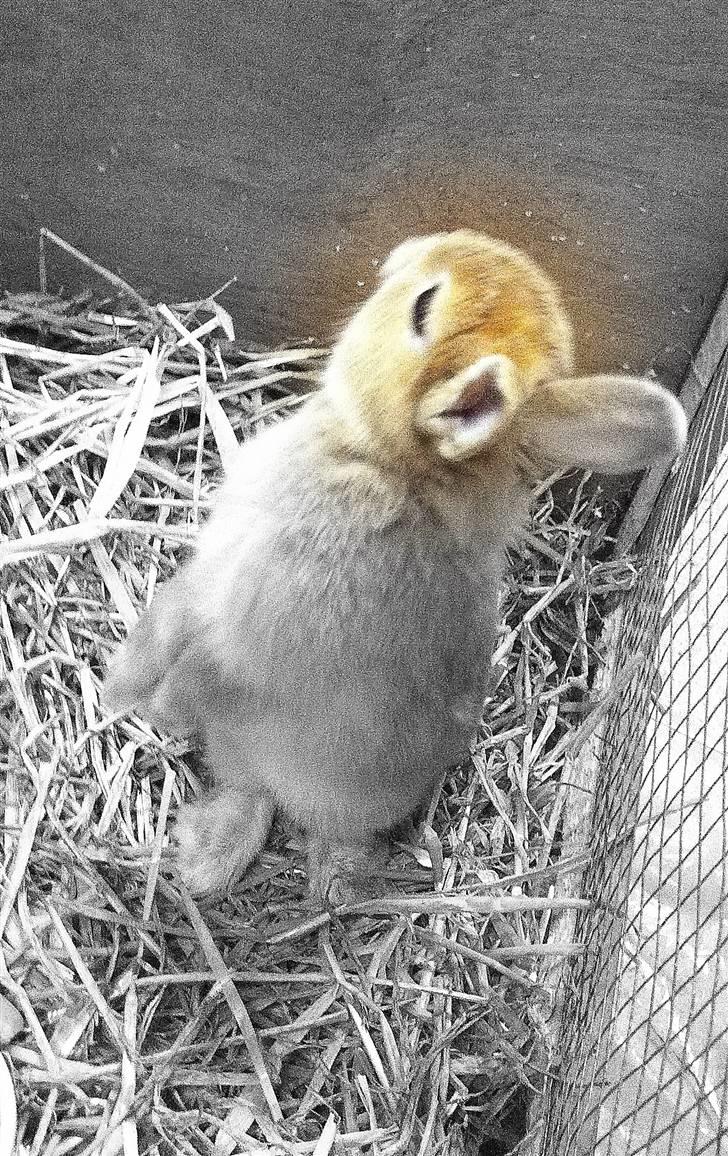 Kanin Lucas Messi - Så nysgerrig. billede 5