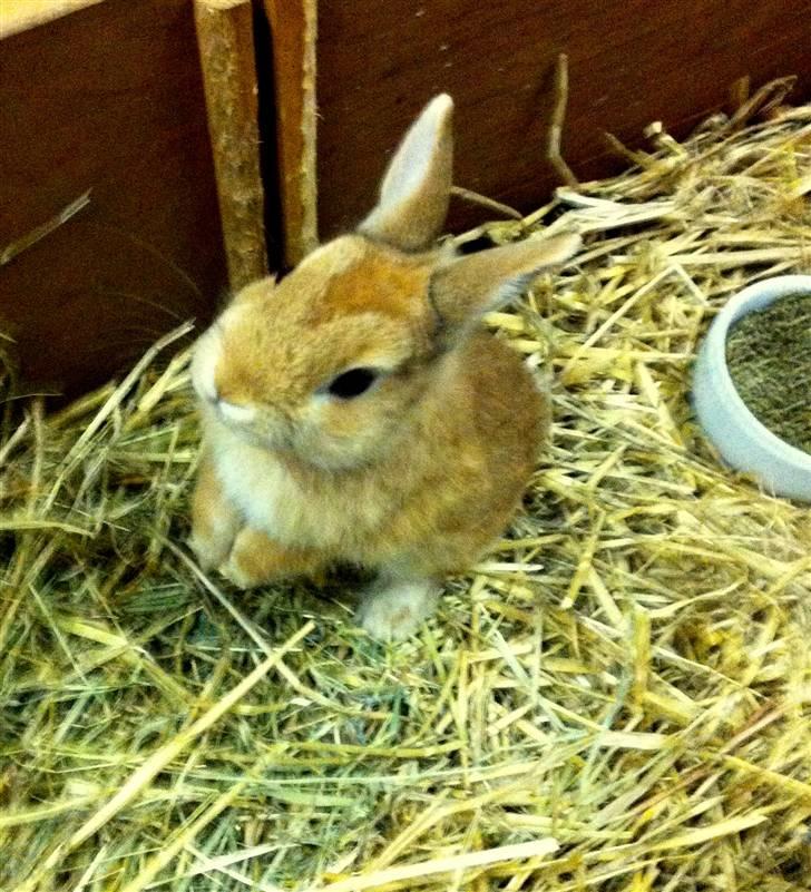 Kanin Lucas Messi billede 6