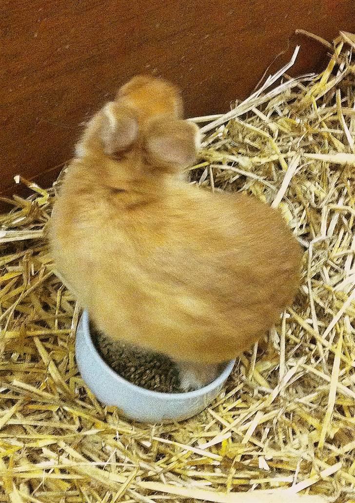 Kanin Lucas Messi - Står oven i madskålen :) billede 7