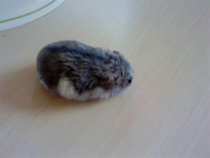 Dværghamster Findus<3 † R.I.P. † - Findus sidder på vores køkkenbord ;) billede 1