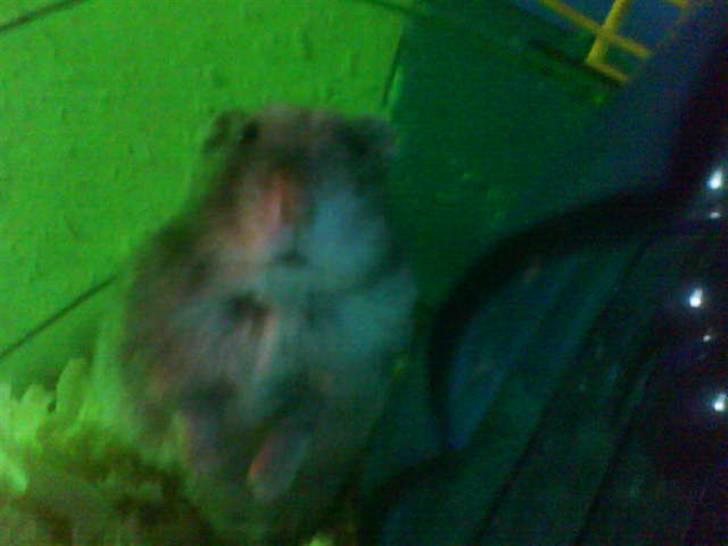 Dværghamster Findus<3 † R.I.P. † - Findus ! Du er så nysgerrig <3 billede 2