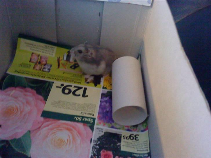 Dværghamster Findus<3 † R.I.P. † - Skønne diiq ! O_o billede 3