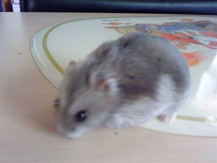 Dværghamster Findus<3 † R.I.P. † - Han studere hvis lige bordet ;P billede 4