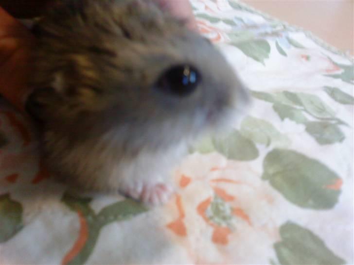 Dværghamster Findus<3 † R.I.P. † - " Er jeg ikke bare smuk på billeder ? " 8D <33 billede 5