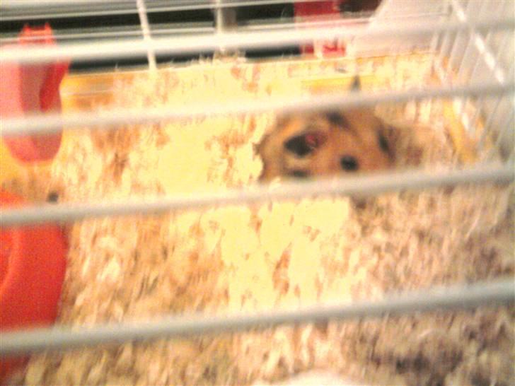 Hamster R.I.P-TULLE-MINEGEN<3<3 [HIMMELHAMSTER] billede 3