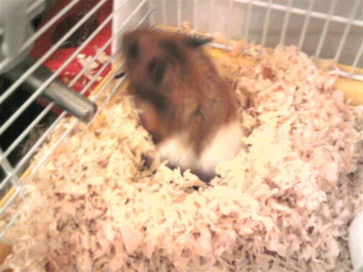 Hamster R.I.P-TULLE-MINEGEN<3<3 [HIMMELHAMSTER] billede 4