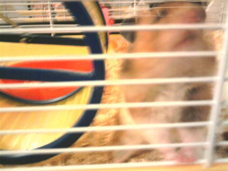 Hamster R.I.P-TULLE-MINEGEN<3<3 [HIMMELHAMSTER] billede 5