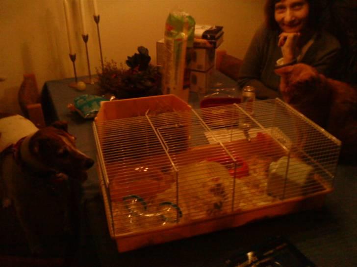 Hamster R.I.P-TULLE-MINEGEN<3<3 [HIMMELHAMSTER] billede 6