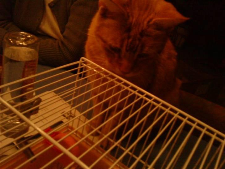 Hamster R.I.P-TULLE-MINEGEN<3<3 [HIMMELHAMSTER] billede 7