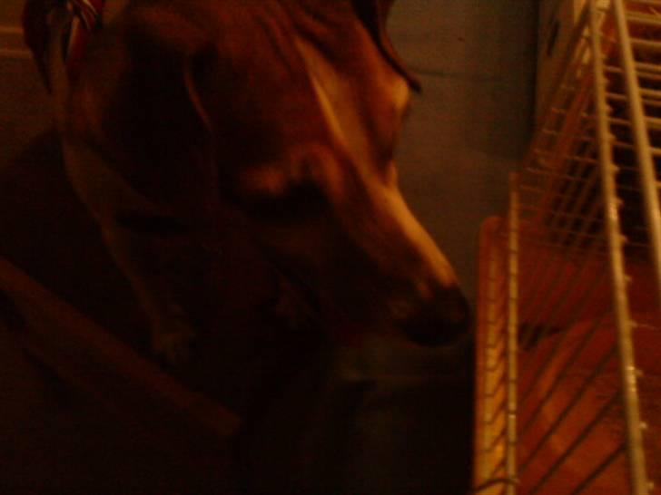 Hamster R.I.P-TULLE-MINEGEN<3<3 [HIMMELHAMSTER] billede 8