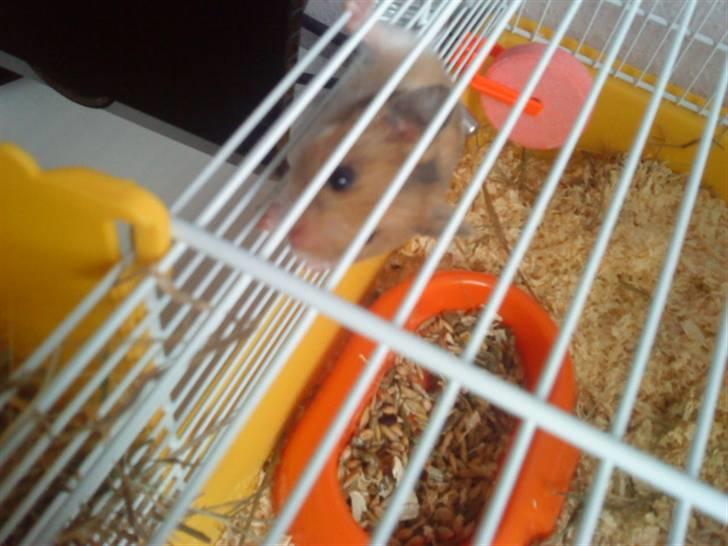 Hamster R.I.P-TULLE-MINEGEN<3<3 [HIMMELHAMSTER] billede 9