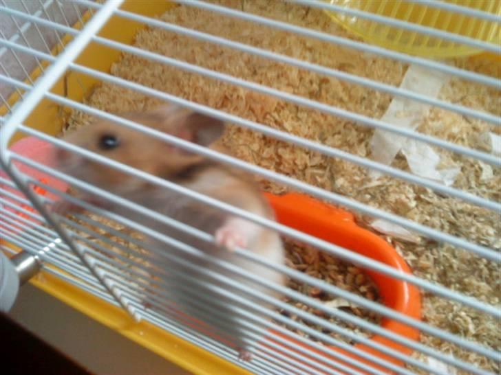 Hamster R.I.P-TULLE-MINEGEN<3<3 [HIMMELHAMSTER] billede 10