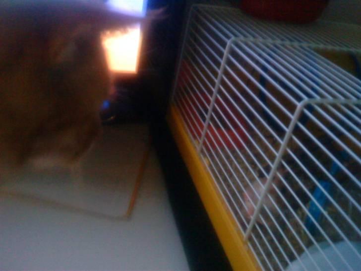 Hamster R.I.P-TULLE-MINEGEN<3<3 [HIMMELHAMSTER] billede 11