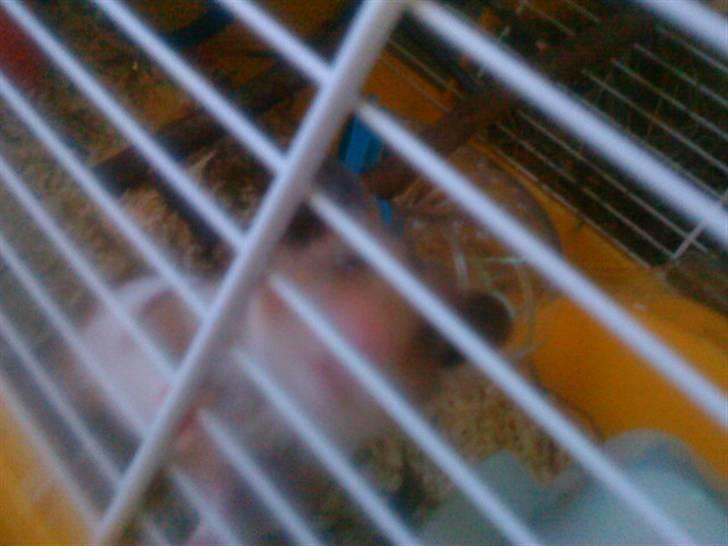 Hamster R.I.P-TULLE-MINEGEN<3<3 [HIMMELHAMSTER] billede 12