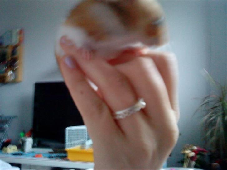 Hamster R.I.P-TULLE-MINEGEN<3<3 [HIMMELHAMSTER] billede 13