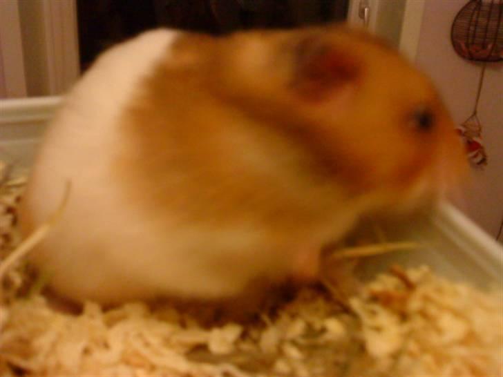 Hamster R.I.P-TULLE-MINEGEN<3<3 [HIMMELHAMSTER] billede 14