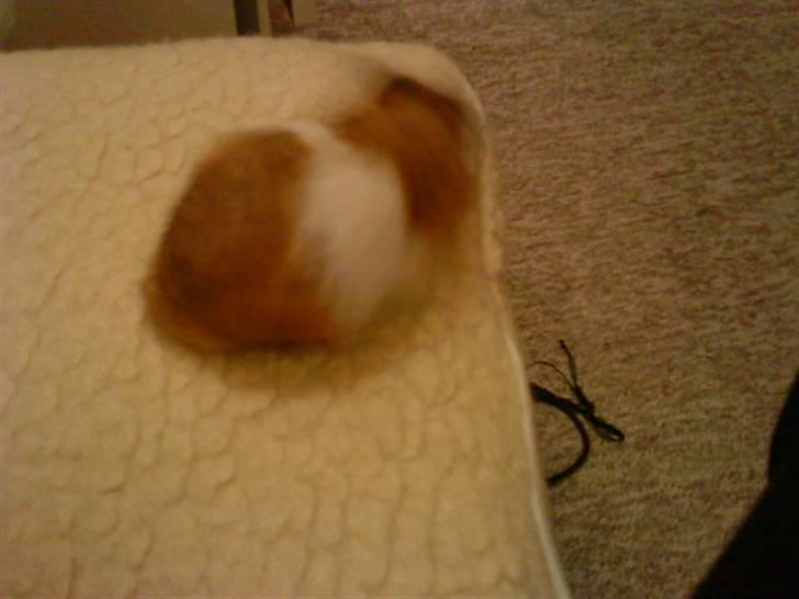 Hamster R.I.P-TULLE-MINEGEN<3<3 [HIMMELHAMSTER] billede 16