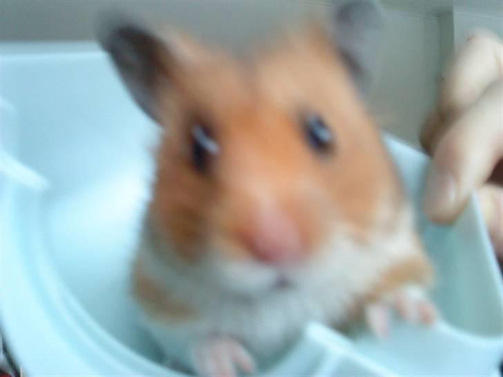 Hamster R.I.P-TULLE-MINEGEN<3<3 [HIMMELHAMSTER] billede 17